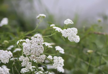 Yarrow bitkisi. Achillea 'nın şifalı bitkisi çiçek açtı.