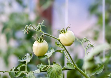 Serada yetişen olgunlaşmamış domates ağaçları. Organik sebzeler. Eko çiftliğindeki doğal gıda malzemeleri..