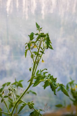 Serada yetişen olgunlaşmamış domates ağaçları. Organik sebzeler. Eko çiftliğindeki doğal gıda malzemeleri..