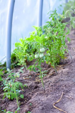 Serada yetişen olgunlaşmamış domates ağaçları. Organik sebzeler. Eko çiftliğindeki doğal gıda malzemeleri..