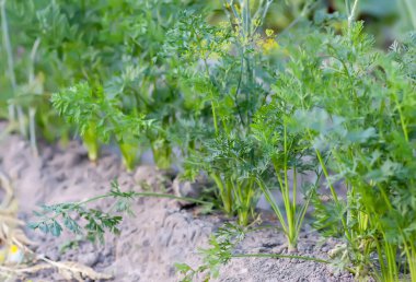 Organik sebzeler. Havuçlar toprakta yetişir..
