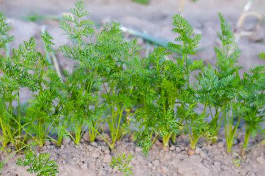 Organik sebzeler. Havuçlar toprakta yetişir..