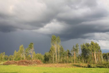 Ağaç kestikten sonra karışık ağaç ve bitki ormanları olan Avrupa ormanı.