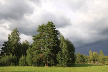 Avrupa ormanları ve karışık ağaçlar ve bitkiler.