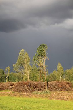 Ağaç kestikten sonra karışık ağaç ve bitki ormanları olan Avrupa ormanı.