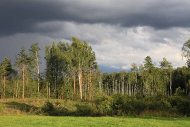 Ağaç kestikten sonra karışık ağaç ve bitki ormanları olan Avrupa ormanı.