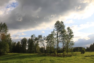 Ağaç kestikten sonra karışık ağaç ve bitki ormanları olan Avrupa ormanı.