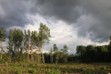 Ağaç kestikten sonra karışık ağaç ve bitki ormanları olan Avrupa ormanı.