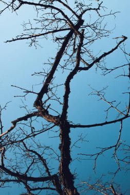 Mavi gökyüzü arka plan üzerinde çıplak ağaç dalları.