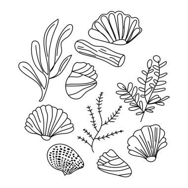Taslak deniz kabuklarından oluşan vektör seti en düşük çizgi sanat tarzında çizilmiş. El çizimi çizimi çizimler.