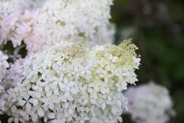 Yeşillik çiçeklerinde yumuşak beyaz ortanca yaprakları.