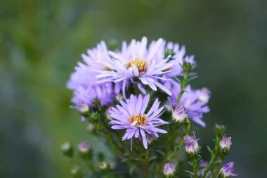 Yumuşak gün ışığında çiçek açan küçük bahçe astarı.
