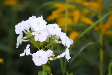 Taze yaz, güneş ışığı altında çiçek açar..
