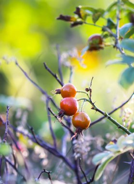 Sonbahar mevsiminde güllük gülistanlık meyvelerin yakın çekimi.