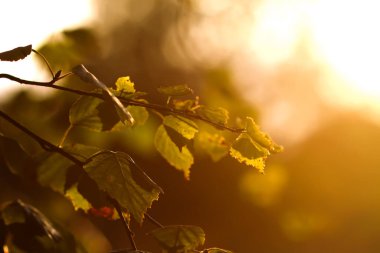 Yumuşak altın ışıkla aydınlatılmış ağaçlar.