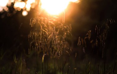 Çiçek açan kırsal alanda ılık güneş ışığı.