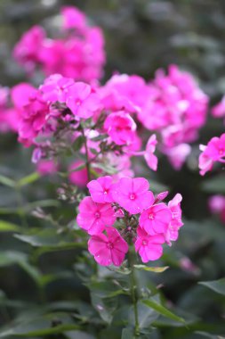 Pembe ve mor phlox çiçeklerinin yakın çekimi.