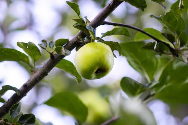 Ağaçta yetişen elmalar yeşil yapraklarla çevrili..