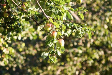 Yaz bahçesinde olgunlaşan meyvelerle elma ağacı.