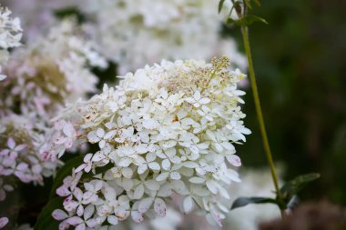 Çiçek açan beyaz ortanca çalısı..