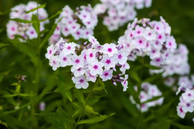Pembe ve mor phlox çiçeklerinin yakın çekimi.