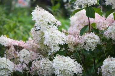 Yaz bahçesinde açan beyaz ortanca çalısı.