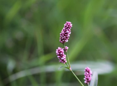 Persicaria maculosa ve güneş ışığında canlı yeşil yapraklar. Makro ayrıntı.