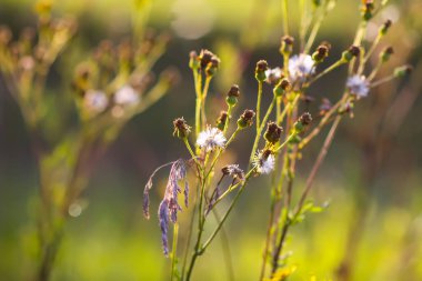 Sıcak altın gün batımı ışığında tüylü devedikeni tohumları. Yaz doğası detayları.