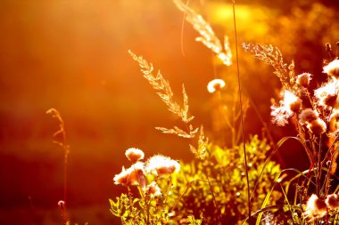Sıcak altın gün batımı ışığında tüylü devedikeni tohumları. Yaz doğası detayları.