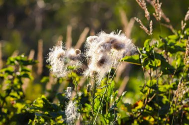 Sıcak gün batımı ışığında tüylü devedikeni tohumları. Yaz doğası detayları.