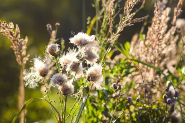 Sıcak gün batımı ışığında tüylü devedikeni tohumları. Yaz doğası detayları.