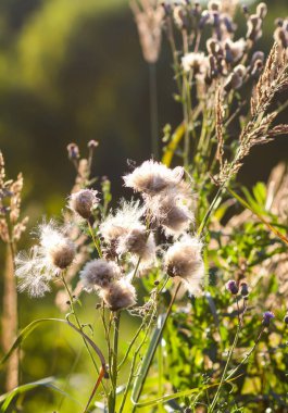Sıcak gün batımı ışığında tüylü devedikeni tohumları. Yaz doğası detayları.