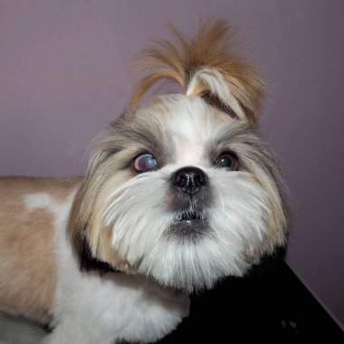 Göz hastalıklı hayvan. Gözünde iltihaplanma olan yüksek kaliteli fotoğraf, genç shih tzu köpeği. Evcil hayvan gözü hastalığı. katarakt