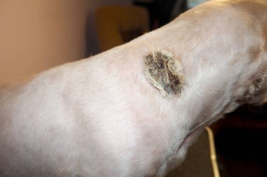 Alerji. Pire dermatiti. Egzama. Shihtzu köpeğinin boynundaki ve başındaki yara.
