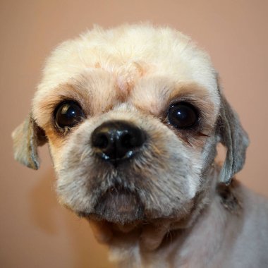 Alerji. Pire dermatiti. Egzama. Shihtzu köpeğinin boynundaki ve başındaki yara.