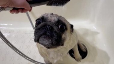 Köpekli banyoyu bej tımar küvetinde kapatın. Sevimli hayvan. Bak. ıslak köpek