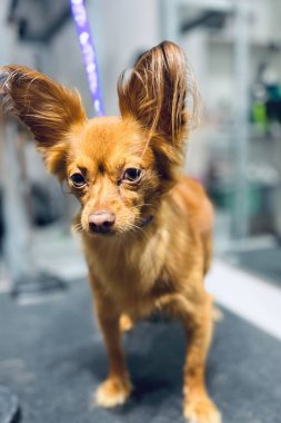 Modern kuaförde, büyük kulakları ve parlak ceketi olan yeni yetiştirilmiş Rus Oyuncak Teriyeri köpeği. Yüksek kalite fotoğraf