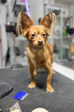 Oyuncak köpek, ipek kürklü ve anlamlı gözlü, bakımlı ve temiz, bakımlı Matt 'in üzerinde duruyor. İpek kürklü ve anlamlı gözlü, bakımlı ve temiz yüksek kaliteli fotoğraf.