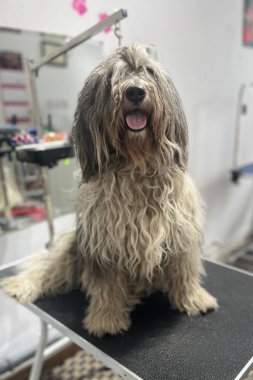 Polonya Lowland Çoban Köpeği banyo yapmadan ve fırçalamadan önce kuafördeki siyah tımar masasında çok kirli kürklü aynaya karşı oturur. Hayvan bakımı. Yüksek kalite fotoğraf