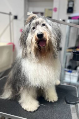 Banyodan sonra Polonya Lowland Sheepdog 'u, bej küvet arka planına karşı kuafördeki siyah tımar masasında otururken. Ön manzara. Yüksek kalite fotoğraf