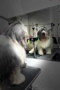 Polonya Lowland Çoban Köpeği banyo yaptıktan ve fırçaladıktan sonra kuafördeki siyah tımar masasına oturur. Hayvan bakımı. Aynadaki yansıma. Şirin köpek. Yüksek kalite fotoğraf