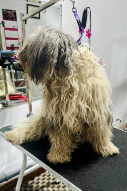 Yıkanmadan ve fırçalamadan önce ovadaki çoban köpeğini cilala kuaförde aynaya karşı siyah tımar masasında oturur ve aynaya karşı çok kirli kürkü vardır. Hayvan bakımı. Yüksek kalite fotoğraf
