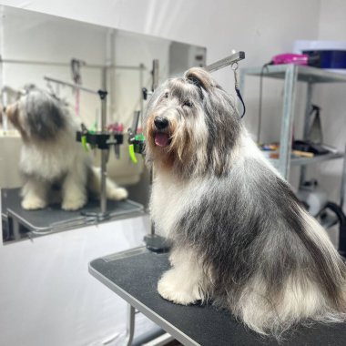 Polonya Lowland Çoban Köpeği banyo yaptıktan ve fırçaladıktan sonra kuafördeki siyah tımar masasına oturur. Hayvan bakımı. Yüksek kalite fotoğraf
