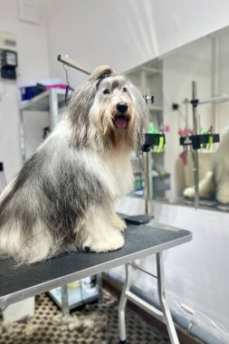 Polonya Lowland Çoban Köpeği banyo yaptıktan ve fırçaladıktan sonra kuafördeki siyah tımar masasına oturur. Yüksek kalite fotoğraf