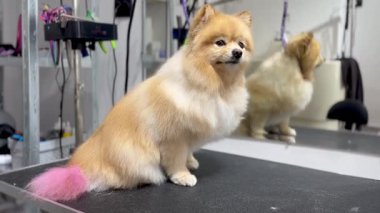 Pembe kuyruklu Pomeranya köpeği siyah masaya oturur. Bakım salonu. Yüksek kaliteli HD görüntüler