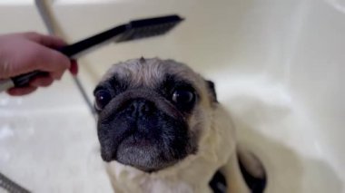 Köpekli banyoyu bej tımar küvetinde kapatın. Sevimli hayvan. ıslak köpek 