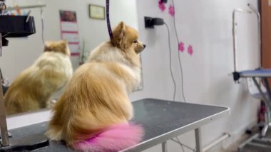 Pembe kuyruklu Poro Pomeranya köpeği siyah masaya oturur. Bakım salonu. Yaratıcı tımar. Yüksek kaliteli FullHD görüntüler