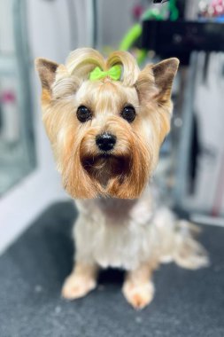 Yorkshire Teriyeri 'nin başında yeşil bir fiyonk, banyo, saç kesimi, kuaförde yün tarama. Sevimli hayvan hijyeni. Yüksek kalite fotoğraf