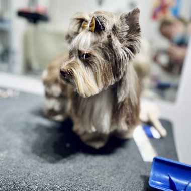 Siyah tımar masasındaki saç kesiminden sonra kahverengi bisikletçi York arkasında uzun saçlar ve evcil hayvan tımarhanesinde ayna arka planına karşı altın kurdeleyle ayakta duruyor. Ön manzara. Yüksek kalite fotoğraf