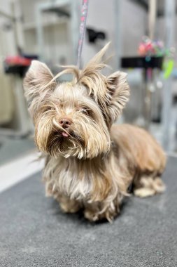 Siyah kuaför masasındaki saç kesiminden önce kahverengi bisikletçi York, aynaya karşı uzun saçlarıyla kuaförde duruyordu. Ön manzara. Yüksek kalite fotoğraf